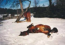 leo3.jpg (41141 Byte)